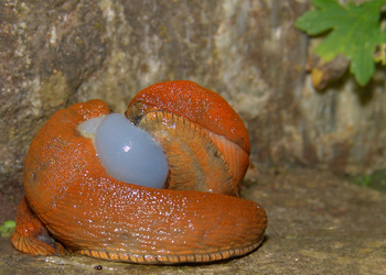 Spanische Wegschnecke (Arion vulgaris) - © Gernot Kunz